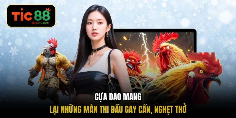 Cựa dao mang lại những màn thi đấu gay cấn, nghẹt thở